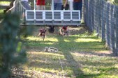 Enlarge photo 252