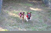 Enlarge photo 261