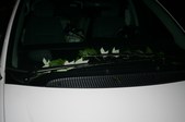Enlarge photo 129