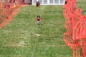 Enlarge photo 59