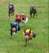 Enlarge photo 137