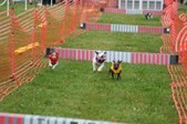 Enlarge photo 217
