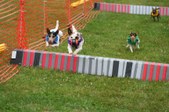 Enlarge photo 225