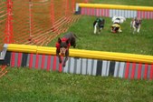 Enlarge photo 237