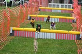 Enlarge photo 257