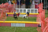 Enlarge photo 264
