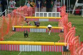Enlarge photo 265