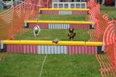 Enlarge photo 317