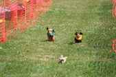 Enlarge photo 366