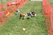 Enlarge photo 439