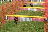 Enlarge photo 499