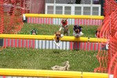 Enlarge photo 524