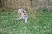 Enlarge photo 606