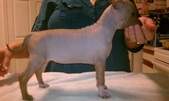 Belle & Red - Liberty's Winter Litter