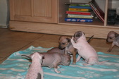 Enlarge photo 44