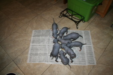 Enlarge photo 140