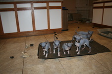 Enlarge photo 51