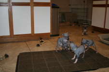 Enlarge photo 48