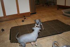Enlarge photo 47