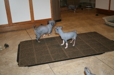 Enlarge photo 44
