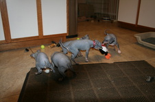 Enlarge photo 31
