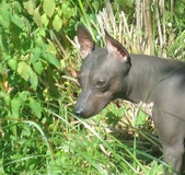 Archie (Jack)