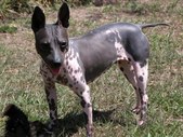 Flinthill's Bonnie Caroline