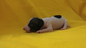 Enlarge photo 21