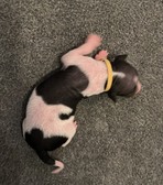 Enlarge photo 5