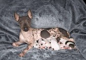 Cedyr X Godiva litter