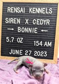Cedyr's Puppies/Grandpuppies