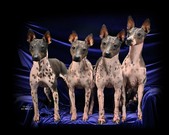 American Hairless Terriers