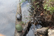 Enlarge photo 102