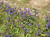 Enlarge photo 36