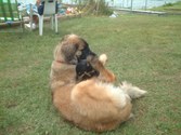 Enlarge photo 15