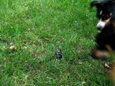 Enlarge photo 13