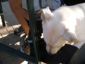 Enlarge photo 11