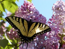 Butterflies and Insects