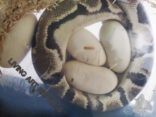 Living Art Reptiles Ball Python Breeding