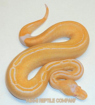 Enchi Leopard Desert Ghost Het Clown Ball Python by Bradford Cole