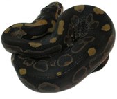 Sierra Ball Pythons Living Art Reptiles