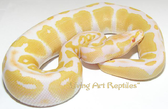 Living Art Reptiles Available Pythons