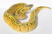 Living Art Reptiles Available Pythons 