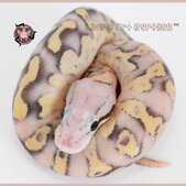 Living Art Reptiles Available Pythons