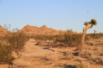 Desert Conservation 2