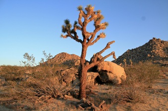 DESERT CONSERVATION 4