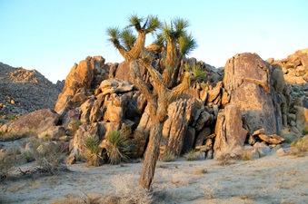 DESERT CONSERVATION 5