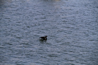 Enlarge photo 63