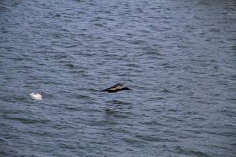 Enlarge photo 64