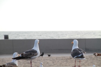 Enlarge photo 37
